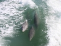 Porpoise_BW-01.JPG