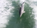Porpoise_BW-2.JPG