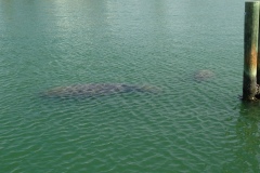 Other Animals